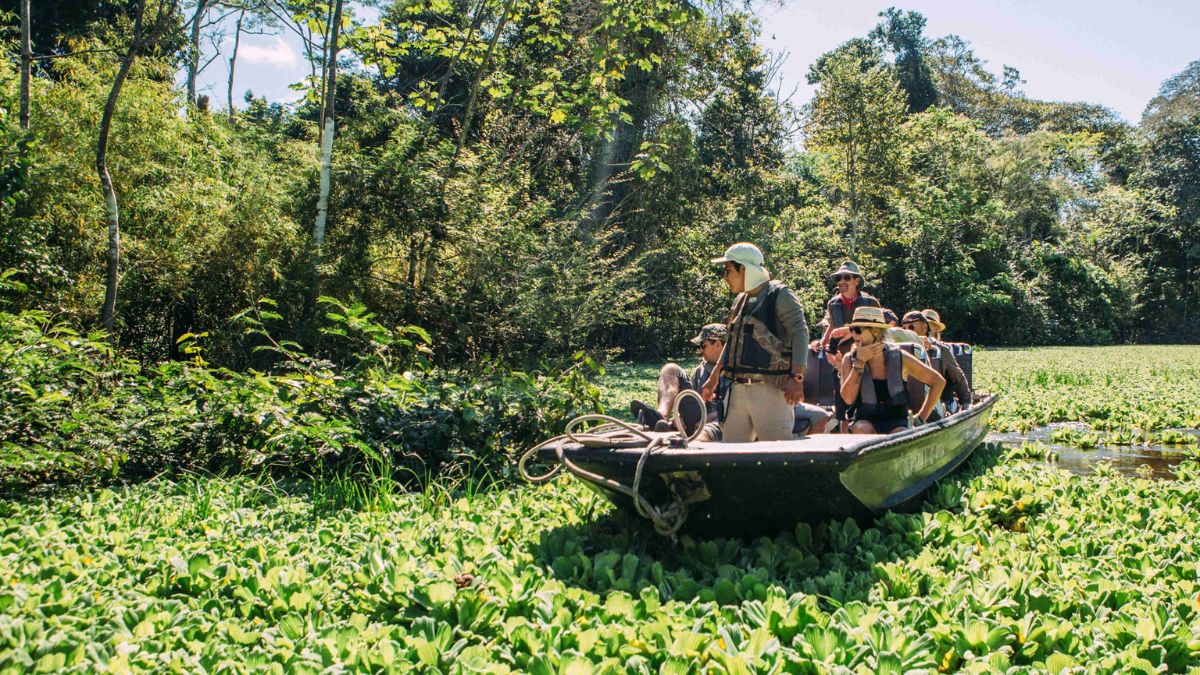 A group of people on a boat navigating through a lush, green waterway filled with water lilies, surrounded by dense jungle.