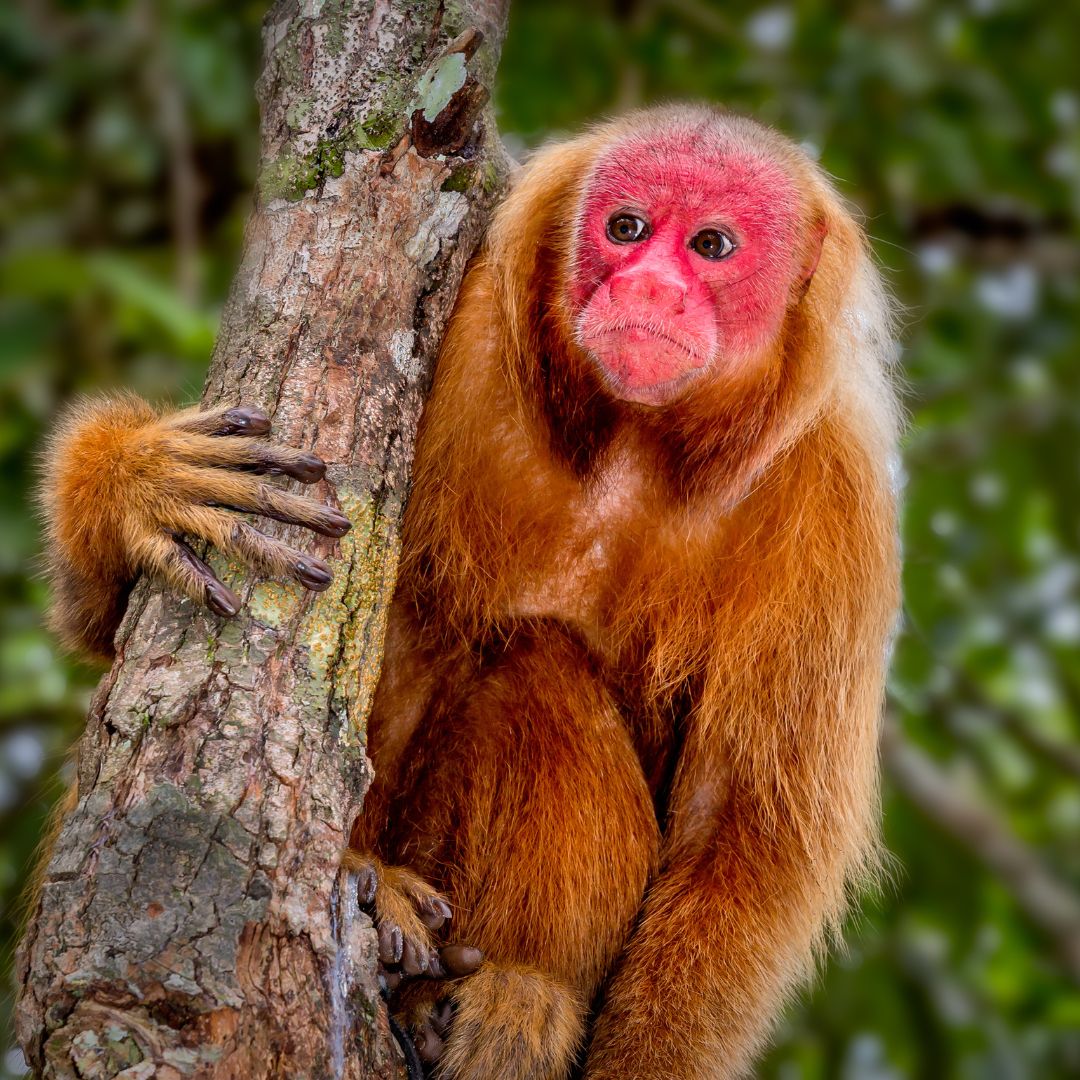 A golden-faced monkey with bright red facial features climbs on a tree trunk, surrounded by lush green foliage.