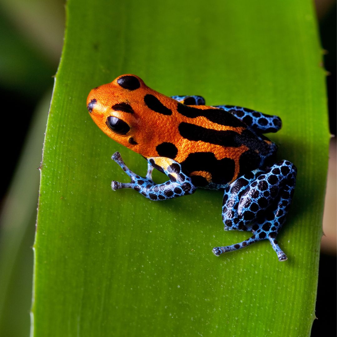 A vibrant orange and black poison dart frog sits on a green leaf, showcasing its striking blue spotted legs.