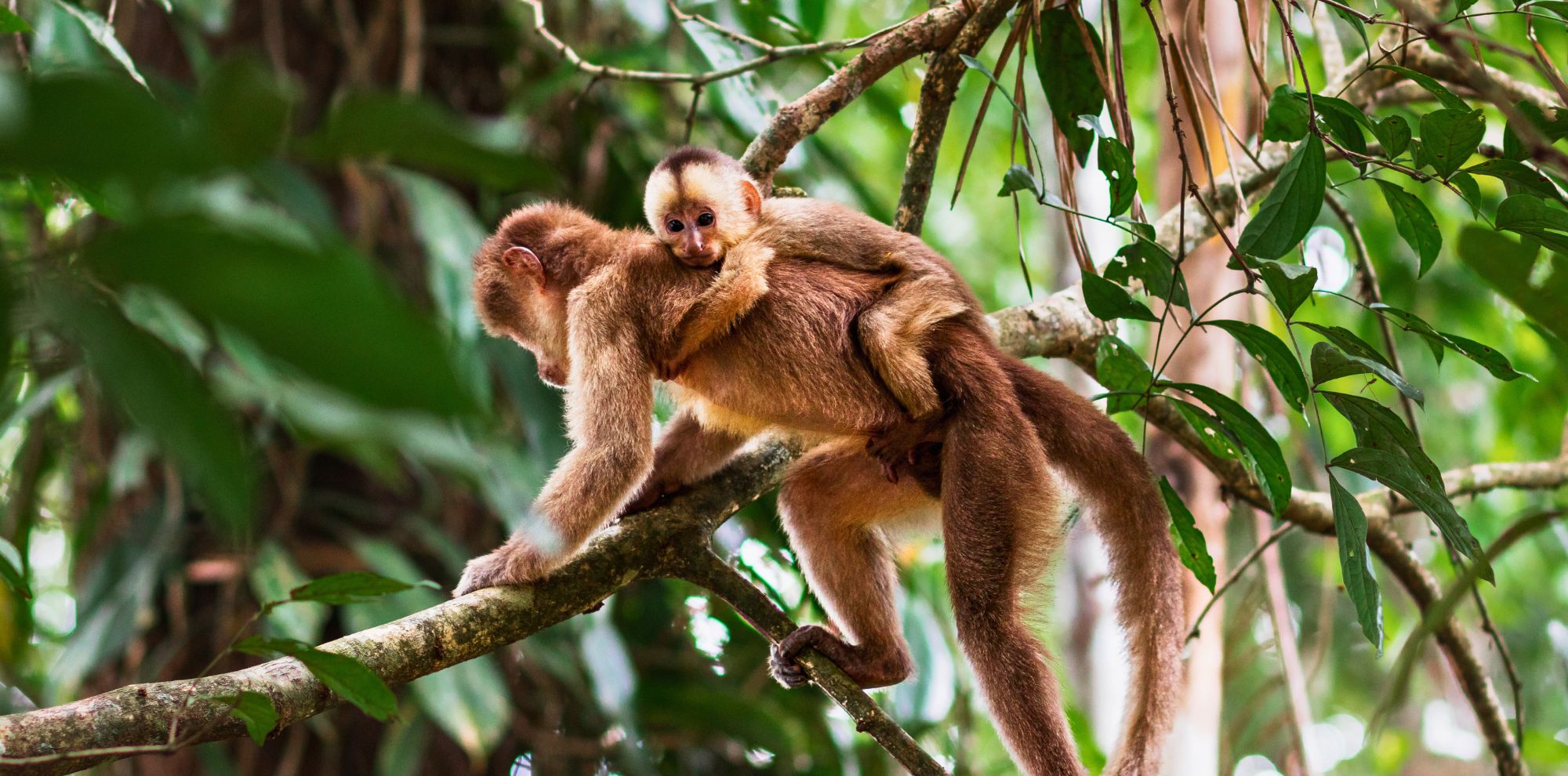 A baby monkey clings to the back of an adult monkey while both are perched on a tree branch surrounded by lush green foliage.
