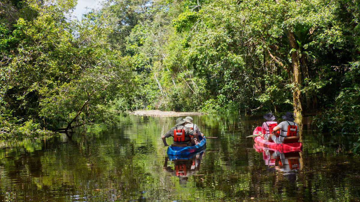 Two people in red and blue kayaks paddle through a serene, lush green jungle waterway. Reflections of trees and foliage create a mirror-like effect on the calm water. Sunlight filters through the leaves, highlighting the vibrant surroundings.