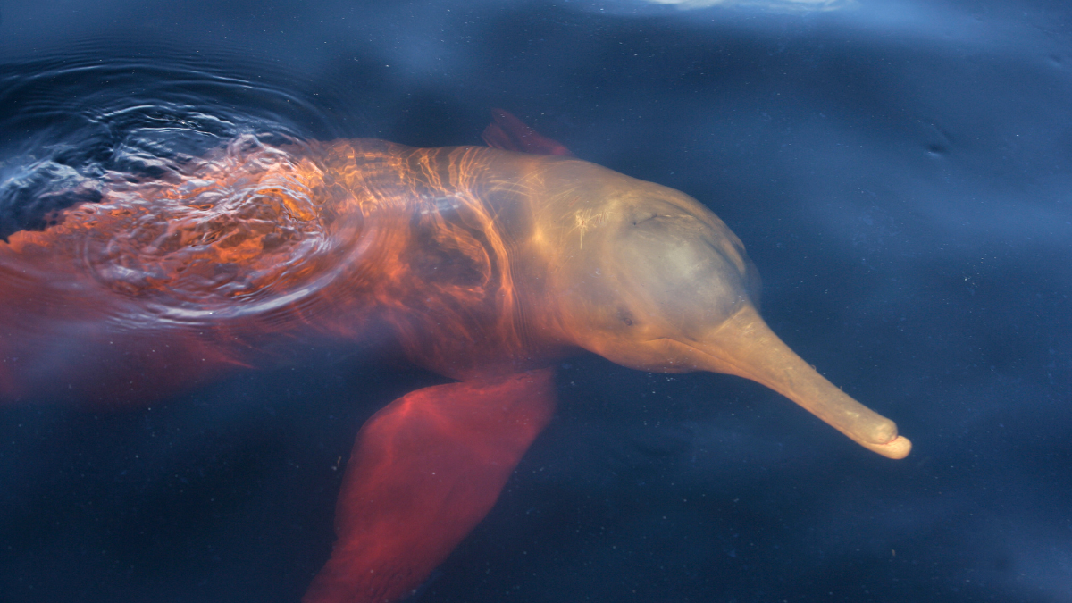A pink river dolphin swims gracefully in dark water, its unique elongated snout and streamlined body visible beneath the surface.