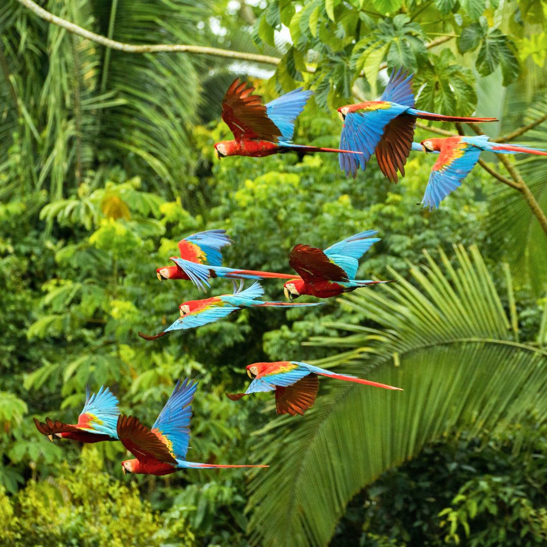 A flock of vibrant red and blue macaws flying in formation through a lush green forest.
