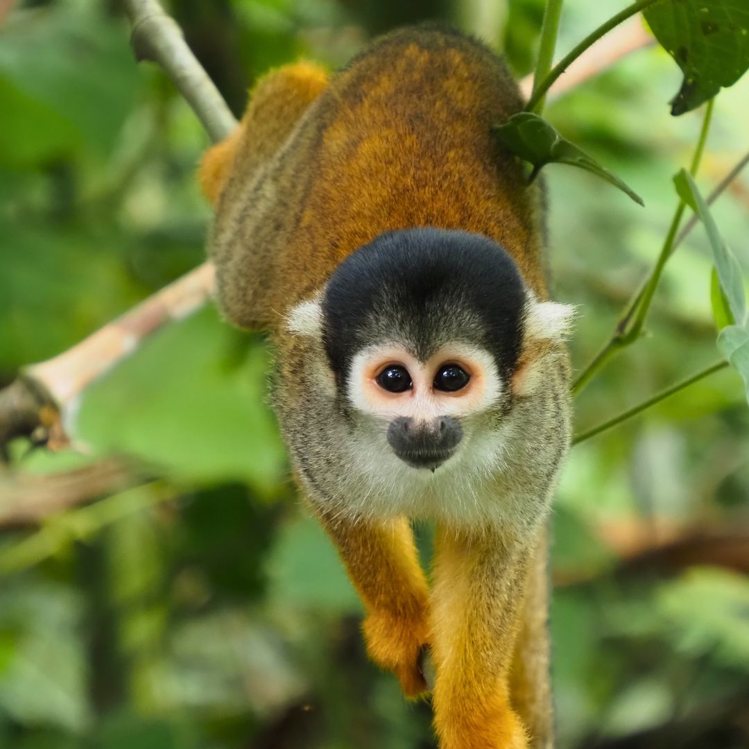 A close-up of a squirrel monkey hanging from a branch, featuring a distinctive black cap on its head and light grey fur, with bright orange legs. The background is a lush green rainforest.
