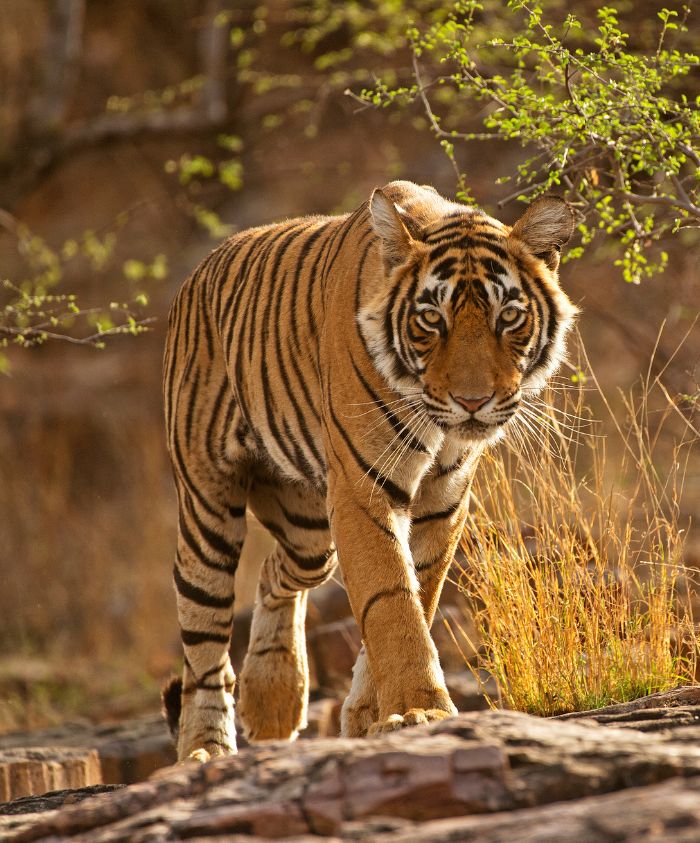 A tiger walks through tall grass, showcasing its vibrant orange and black stripes under dappled sunlight. The animal appears alert and focused as it moves across rocky terrain.