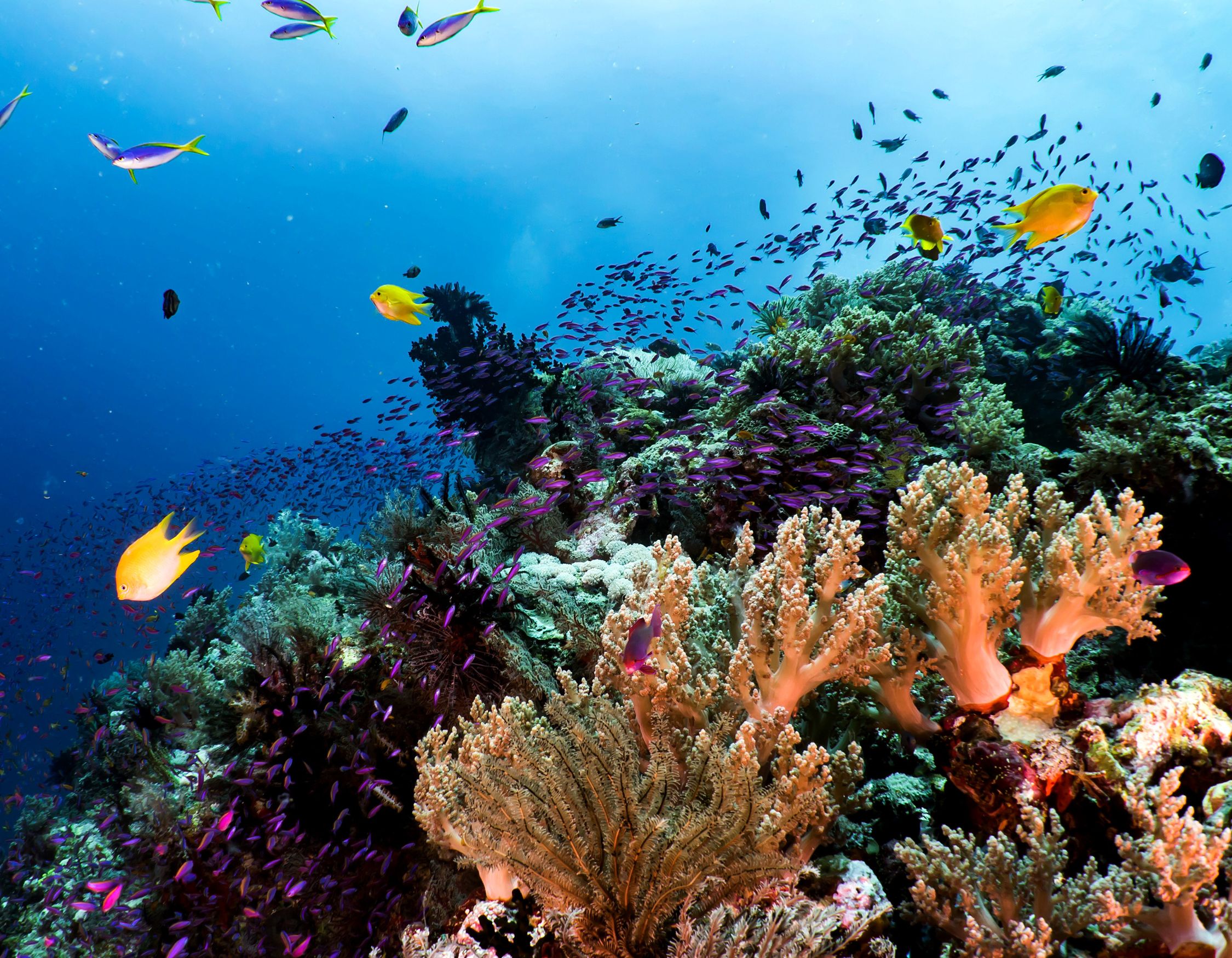 Vibrant underwater scene featuring colorful corals and a variety of small fish swimming among them.