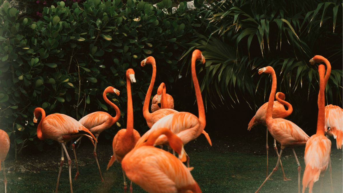 A flock of vibrant orange flamingos standing amidst lush green vegetation. Some flamingos are elegantly arched while others are preening or walking, creating a lively scene.
