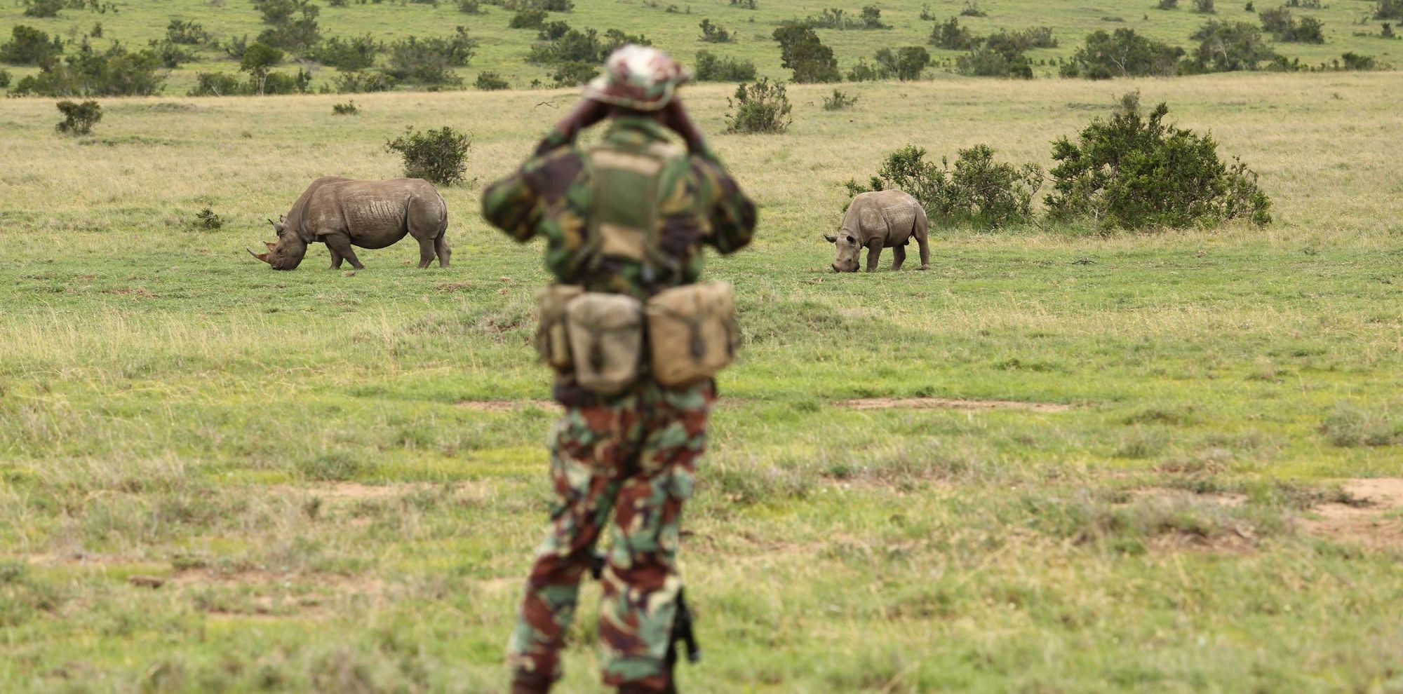 A soldier in camouflage observes two rhinoceroses grazing in a grassy field. The landscape features sparse bushes and trees in the background.