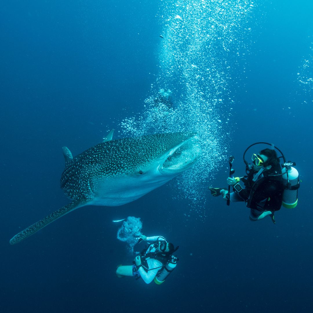 Two scuba divers explore underwater, closely approaching a large whale shark that is swimming nearby, surrounded by bubbles in a deep blue ocean environment.