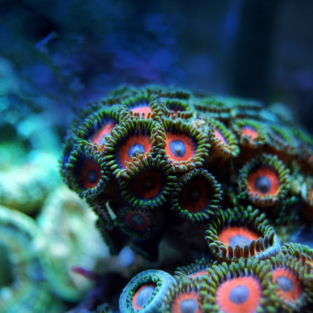 Ocean coral