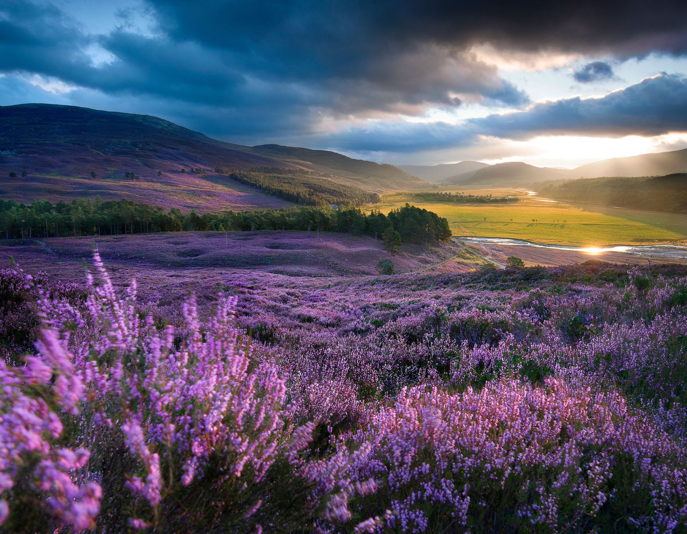Vibrant purple heather covers rolling hills under a dramatic sky, with sunlight breaking through the clouds illuminating a lush green valley below.