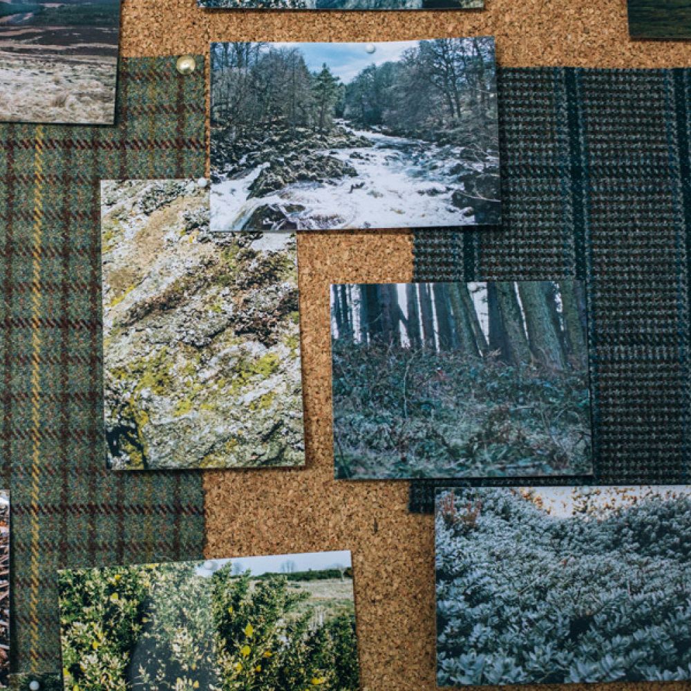 A corkboard featuring various nature photographs, including a rushing river, textured rocks covered in moss, dense forest scenes, and lush greenery. Some images show a hazy landscape with trees and underbrush, all arranged in a visually appealing collage.