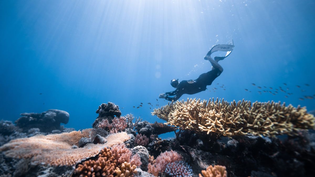 A person swimming underwater, surrounded by vibrant coral reefs and schools of small fish. Sunlight filters down through the water, illuminating the scene.