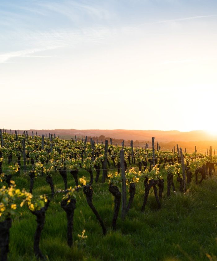 Vineyard rows stretching across a rolling landscape, bathed in golden sunlight during sunset. Young grapevines with bright green leaves flourish in the foreground, creating a picturesque scene.