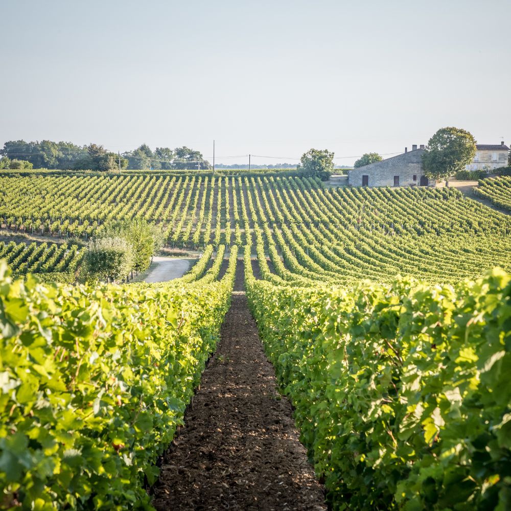 A lush vineyard stretches across rolling hills under a clear blue sky. Neatly lined rows of grapevines create a winding path leading into the distance, with a rustic stone building and trees visible in the background.