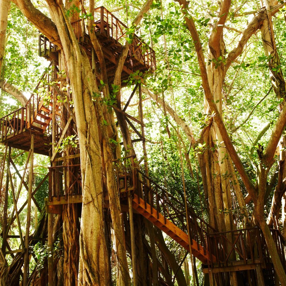 A wooden treehouse with multiple levels set among tall, lush green trees, surrounded by thick vines and bright sunlight filtering through the leaves.