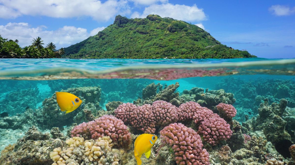 A vibrant underwater scene featuring coral reefs in the foreground, with two yellow fish swimming among the corals. The clear blue water separates the underwater view from a lush green mountain in the background, under a partly cloudy sky.