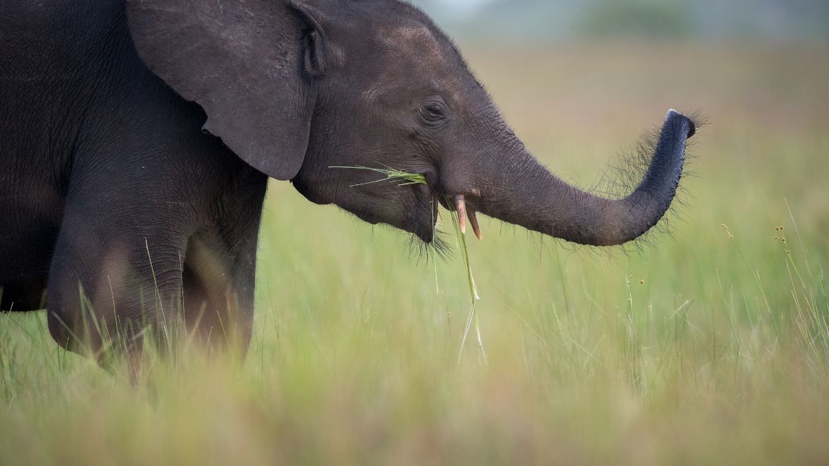 An elephant stands in a grassy field, grazing on vegetation with a piece of grass in its mouth. Its trunk is slightly curled, and the background is a blurred landscape.