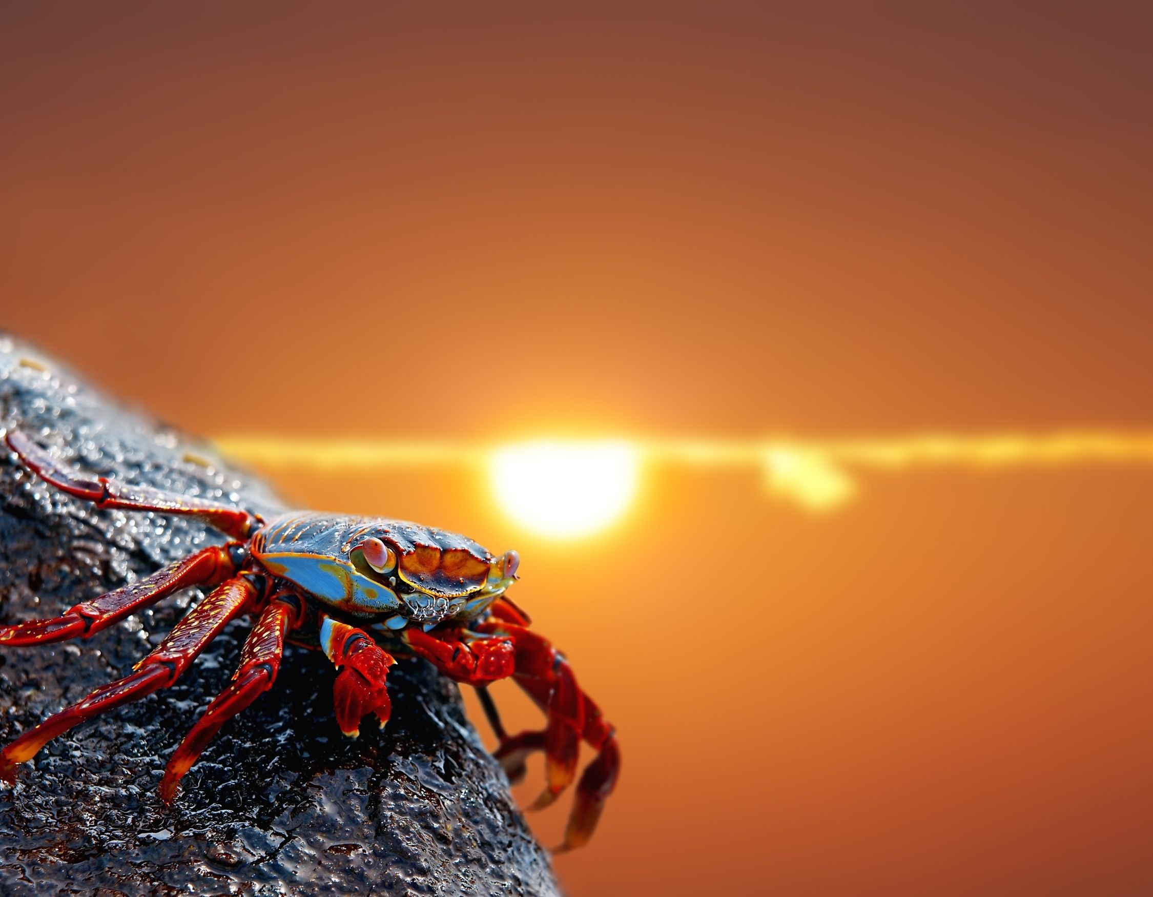 Red and blue crab on rock at sunset by the sea – Pelorus Yachting 2026 Galápagos conservation voyage The Tipping Point