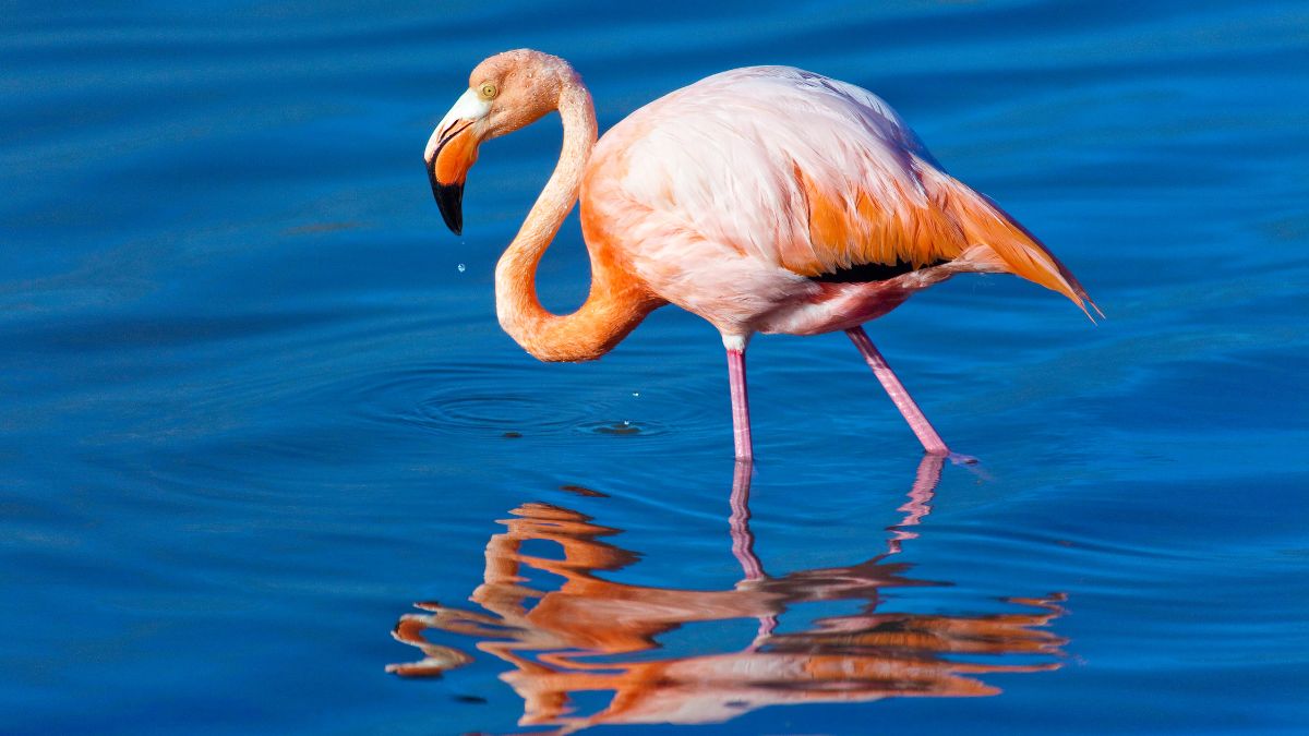 A pink flamingo stands gracefully in shallow blue water, creating a reflection on the surface. Water droplets are visible as it bends its neck.