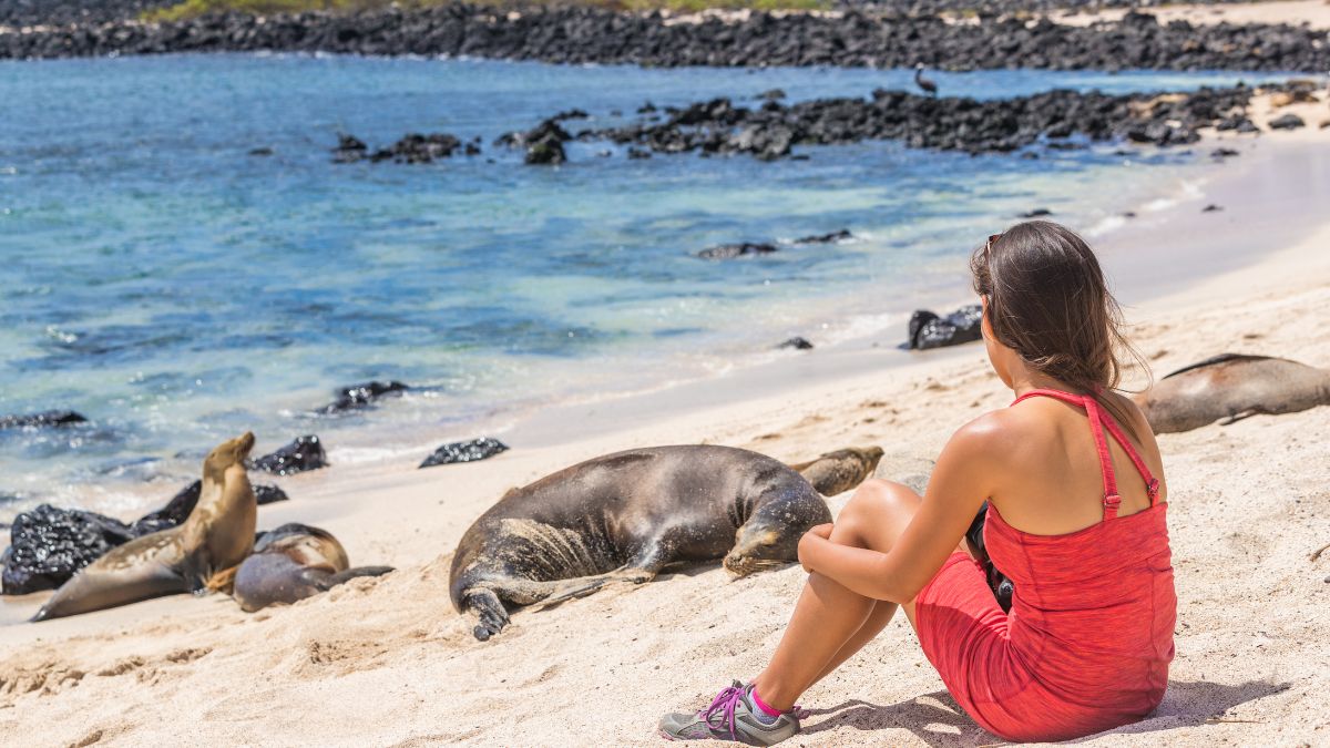 A woman in a red dress sits on a sandy beach, watching a group of sea lions lounging on the shore. The clear blue water and rocky shoreline create a picturesque backdrop.