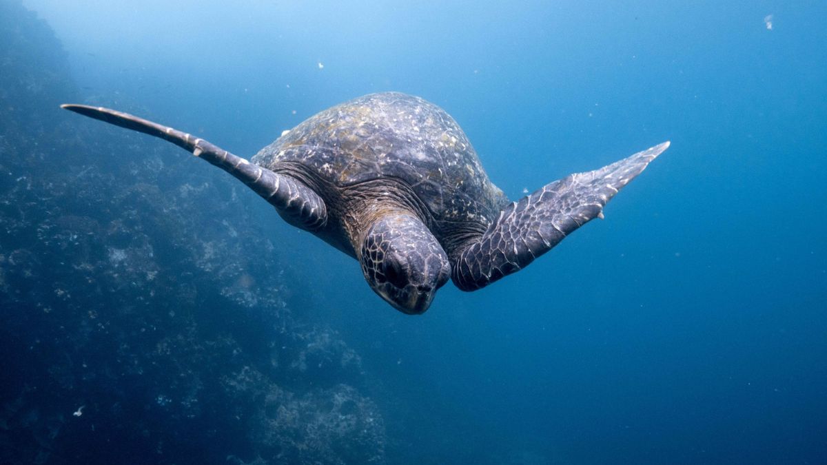 A sea turtle gracefully swims underwater, surrounded by clear blue water and a hint of coral in the background.