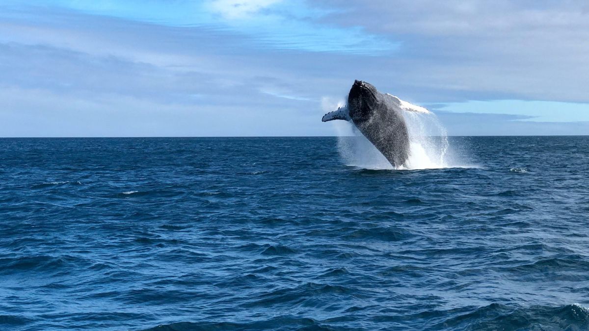 A humpback whale breaches the surface of the ocean, creating a splash as it leaps into the air against a backdrop of blue skies and calm waters.
