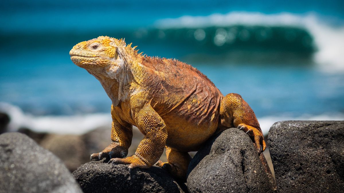 A large, vibrant orange iguana sits on dark rocks near the ocean, with waves gently crashing in the background.