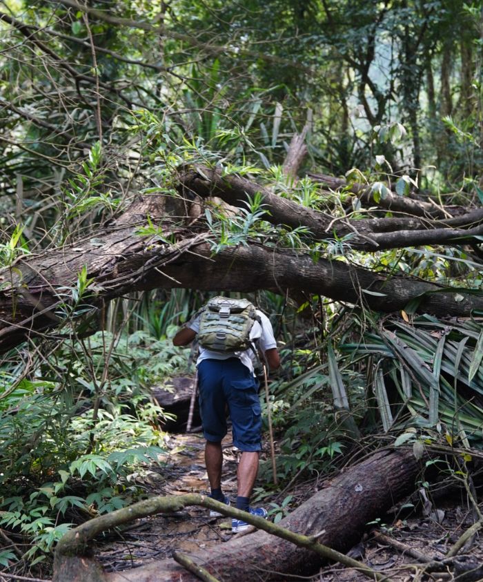 A person walking along a narrow path in a dense jungle, navigating around fallen trees and thick vegetation. They are carrying a backpack and using a walking stick for support.