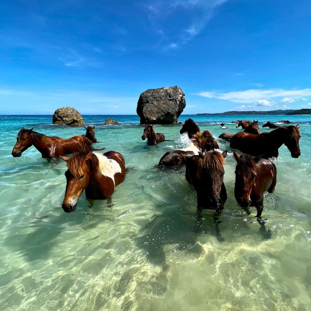 Horses wading in clear turquoise water with large rocks in the background under a bright blue sky.