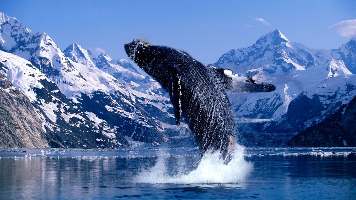 A humpback whale breaches the surface of a glacial fjord, surrounded by snow-capped mountains and icy waters. The whale is partially out of the water, creating a splash as it leaps.