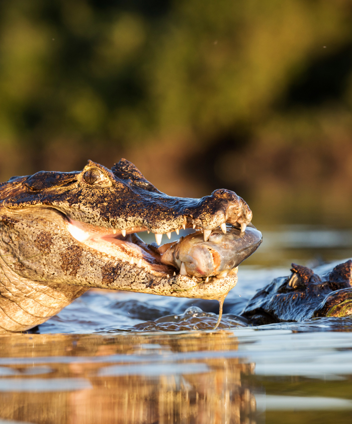 A close-up of a crocodile's head with its mouth open, holding a fish in its jaws. The background features blurred greenery and water, capturing a moment in nature.