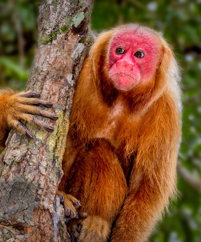A golden-faced monkey with striking red skin around its eyes and nose sits against a tree trunk, showcasing its long orange-brown fur. The background is blurred, highlighting the monkey's features and vibrant colouring.
