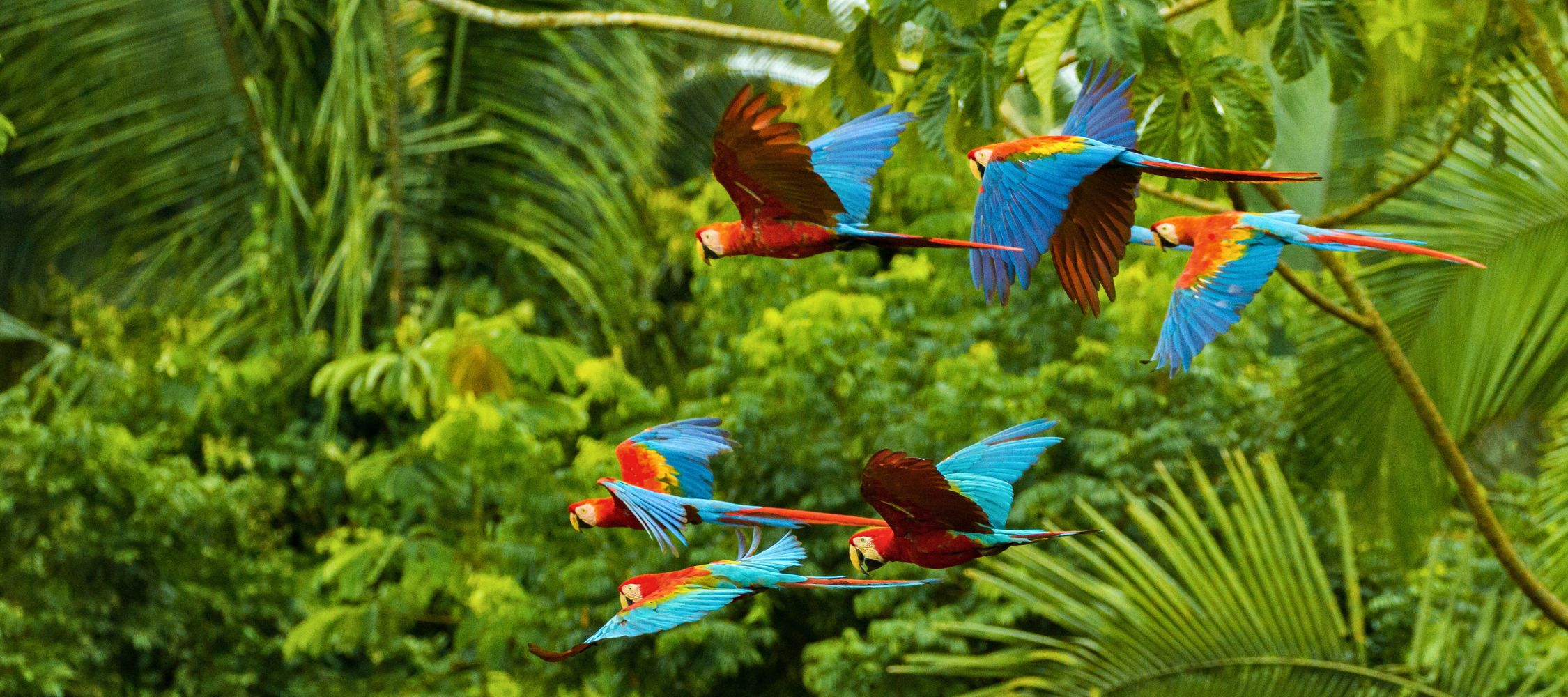 A vibrant group of macaws in flight, showcasing their striking red and blue feathers against a lush green tropical backdrop.
