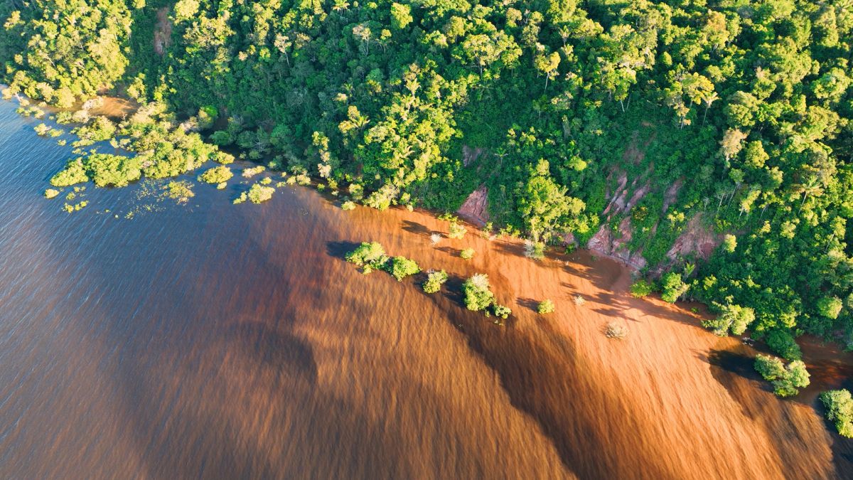 Aerial view of a lush green forest along the edge of a river, featuring a mix of dark water and sediment patterns. The shoreline is dotted with small trees and vegetation, creating a vibrant contrast between land and water.