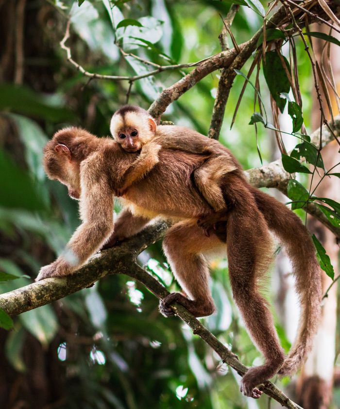A juvenile monkey clings to the back of an adult monkey while they sit on a tree branch, surrounded by lush green foliage.