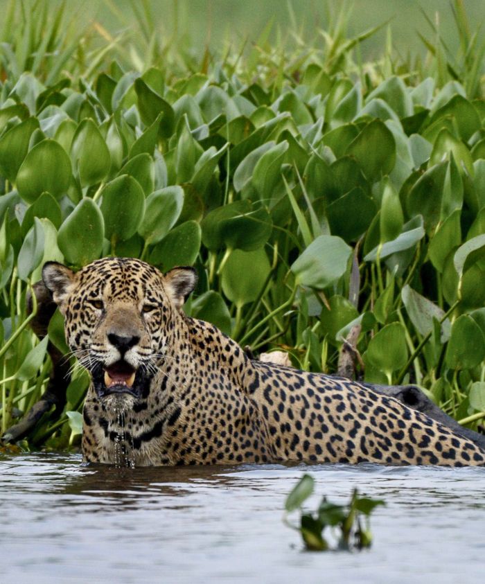 A leopard with distinctive spots lounges in shallow water, surrounded by lush green vegetation. Its mouth is slightly open, revealing a glimpse of its tongue, while it gazes intently at its surroundings.