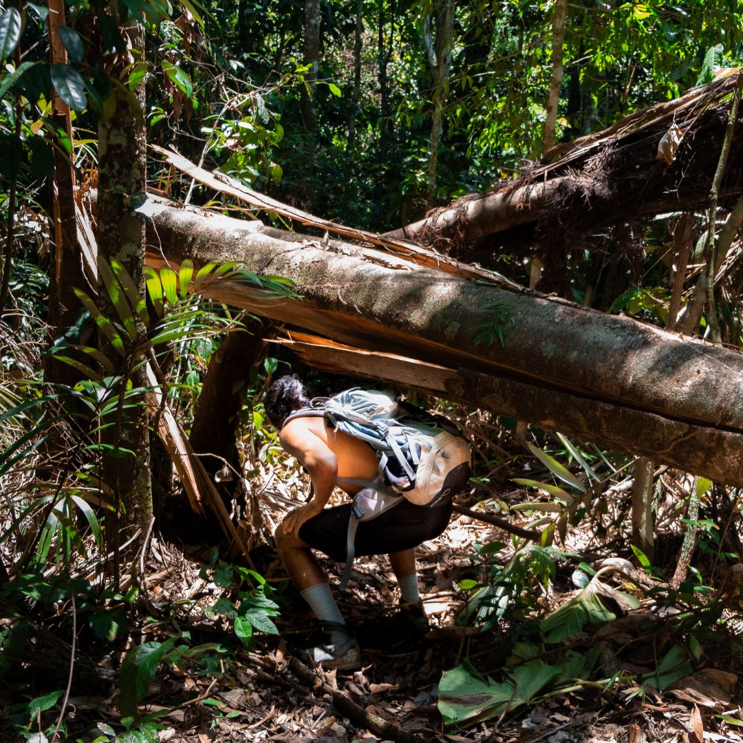 A person crouches under a fallen tree in a dense tropical forest, surrounded by lush greenery and sunlight filtering through the leaves.