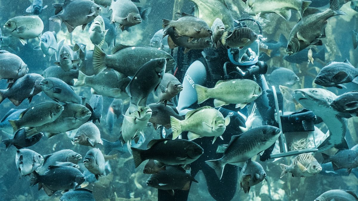 A diver surrounded by a diverse school of fish underwater, with vibrant aquatic life and a clear view of the marine environment.