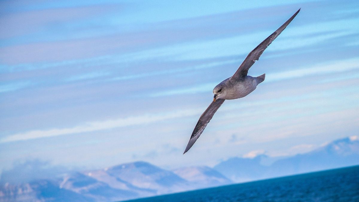 A bird soaring gracefully over a tranquil sea, with snow-capped mountains visible in the background against a clear blue sky.