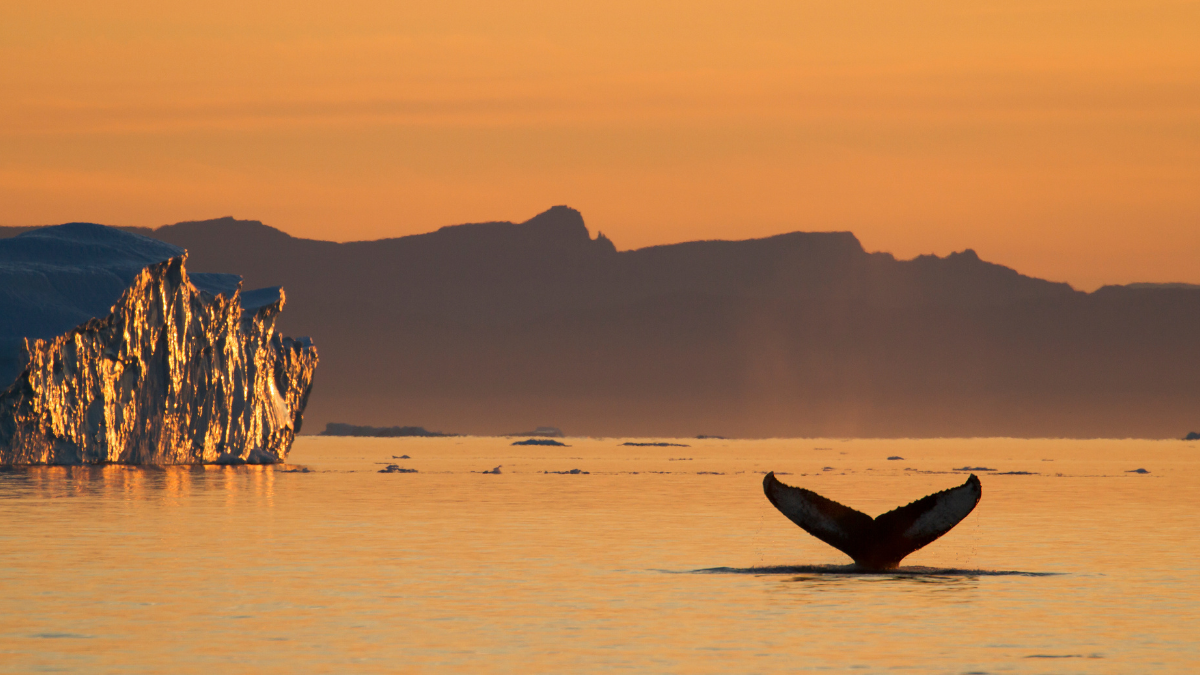 greenland yacht charter