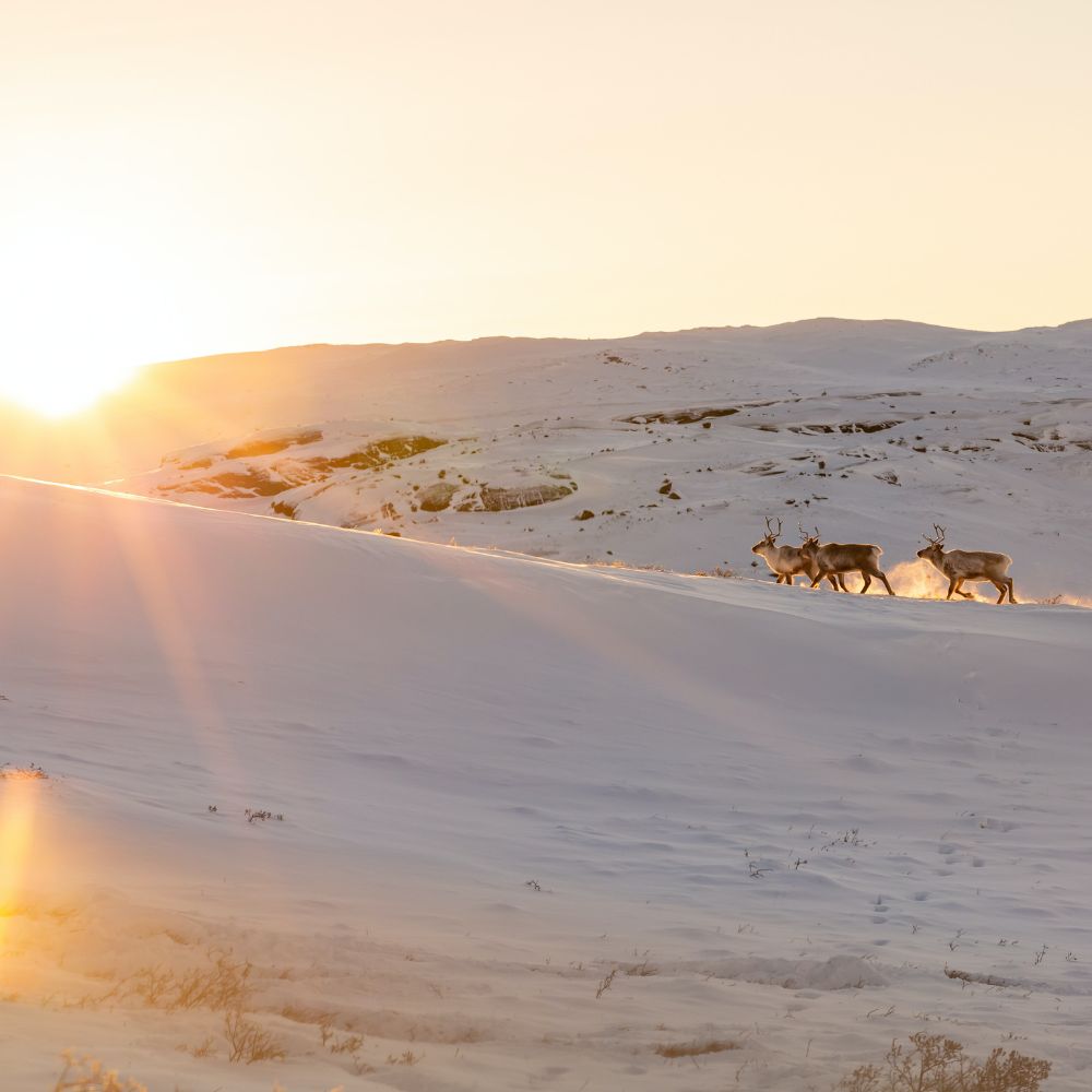 Two reindeer walk across a snowy landscape at sunset, with soft golden light illuminating the scene. The hills in the background are covered in snow, creating a serene winter atmosphere.