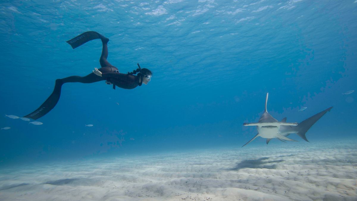 A freediver in a wetsuit swims underwater, gliding above sandy ocean floor, while a large hammerhead shark approaches. Sunlight filters through the water, creating a tranquil blue atmosphere.