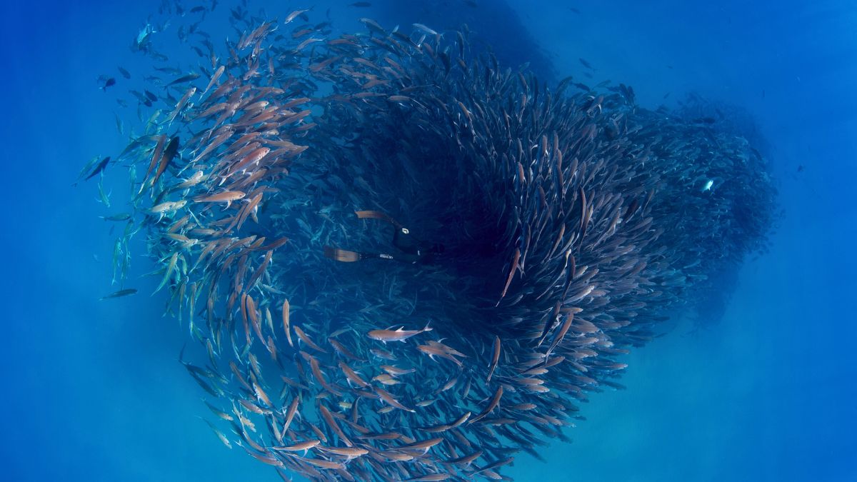 A mesmerizing school of fish swimming in a swirling formation, creating intricate patterns in the clear blue ocean water.