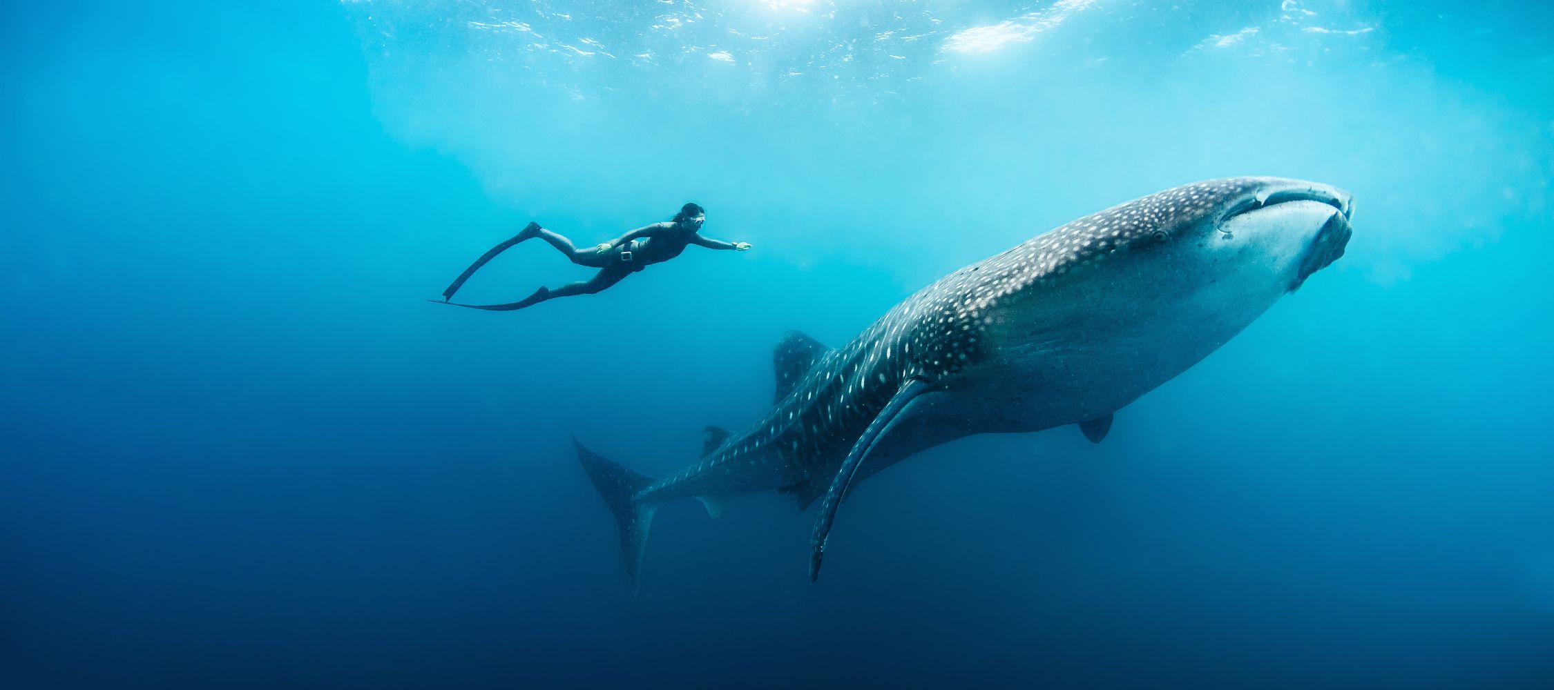 A swimmer glides alongside a large whale shark in clear blue waters, showcasing the size and grace of both the diver and the majestic marine creature.