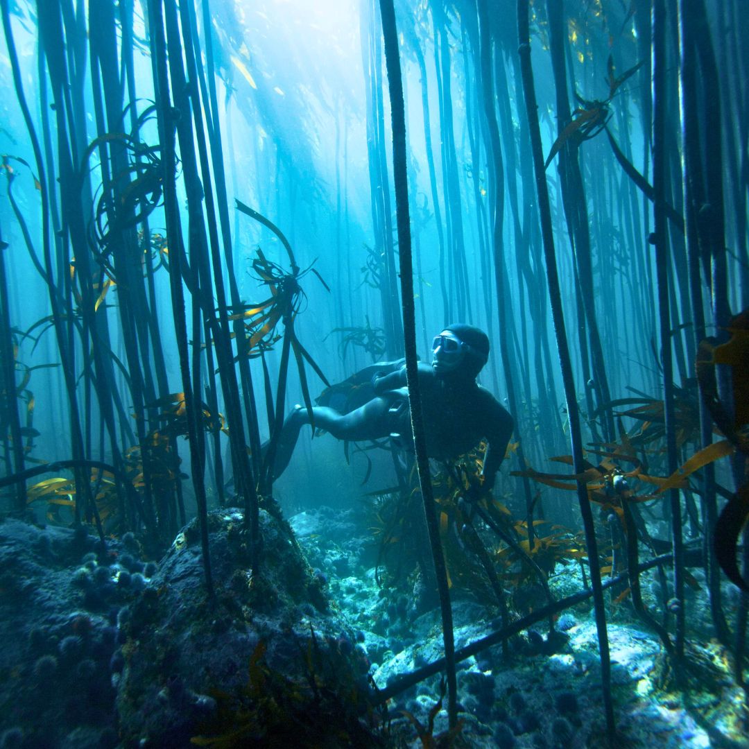 A diver gracefully navigates through a kelp forest, surrounded by tall strands of kelp and shafts of sunlight filtering down from the surface of the water.
