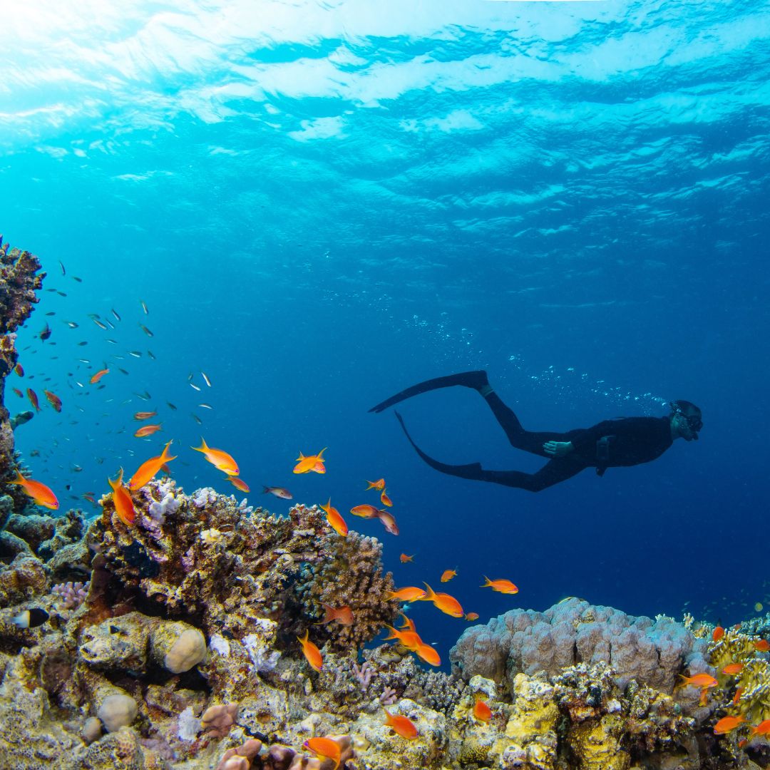 A diver swims near a vibrant coral reef populated by schools of orange fish, with clear blue water above.