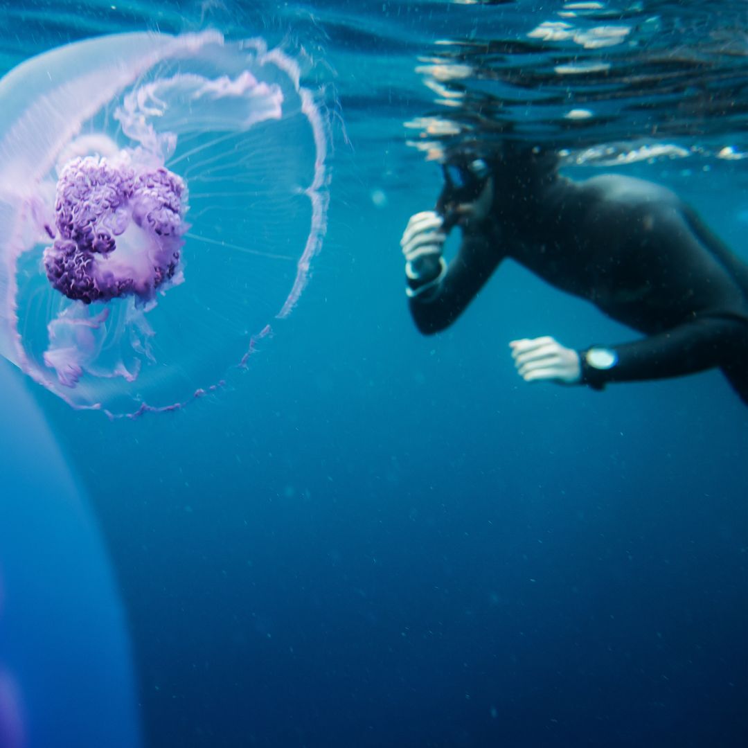 A diver swims near a large, ethereal jellyfish with purple hues, underwater in a clear blue ocean. The diver is wearing a black wetsuit and is reaching out towards the jellyfish.
