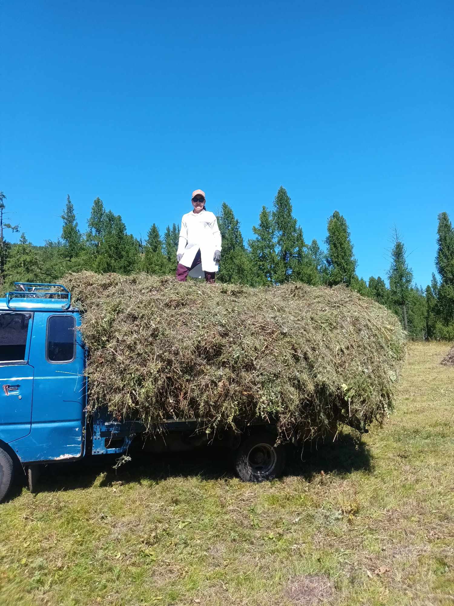 A person stands on top of a truck loaded with a large mound of hay. The background features tall green trees and a clear blue sky.