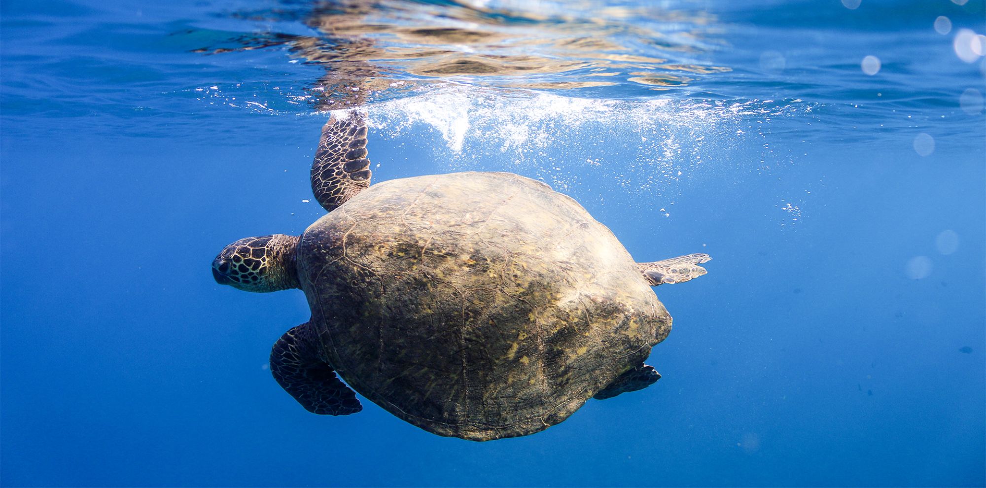 A green sea turtle swims gracefully under clear blue water, with sunlight glinting off the surface above. Bubbles rise around it as it moves deeper into the ocean.
